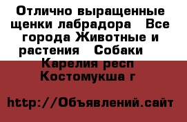 Отлично выращенные щенки лабрадора - Все города Животные и растения » Собаки   . Карелия респ.,Костомукша г.